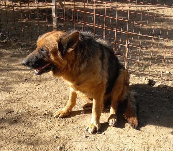 Graziella, lupacchiotta dagli occhi tristi Foto 3